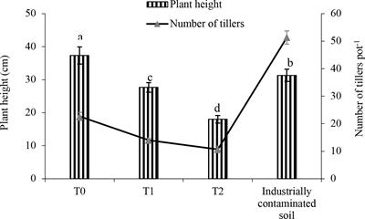 Barnyard grass (Echinochloa crus-galli L.) as a candidate plant for phytoremediation of arsenic from arsenic-amended and industrially polluted soils